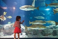 South Carolina Aquarium © Harry Alverson
